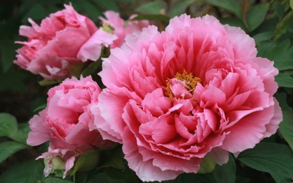 Earth Peony Flowers Nature Close-Up Flower Pink Flower HD Wallpaper | Background Image