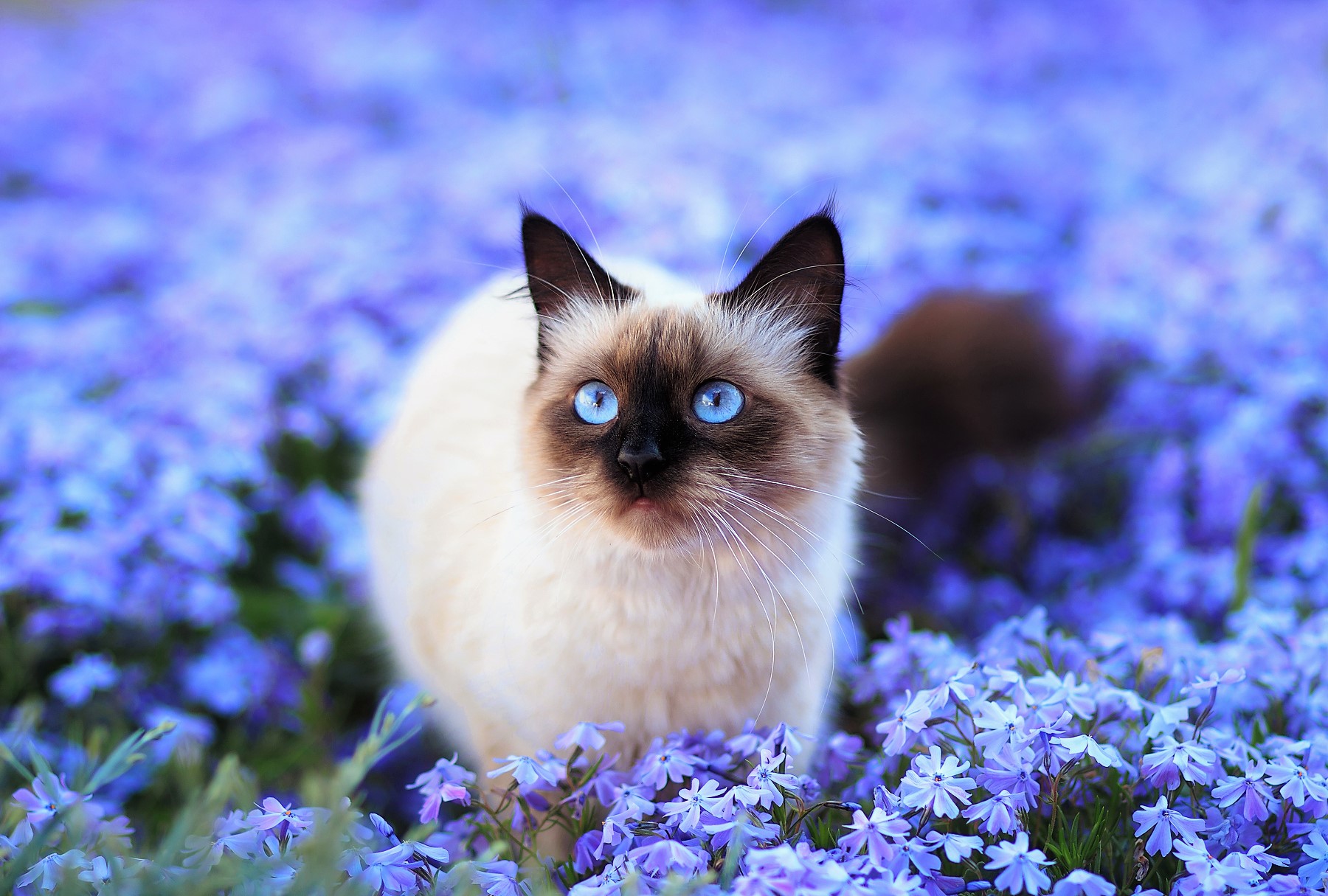 Blue-Eyed Cat in Flower Field by Alina Shevelina