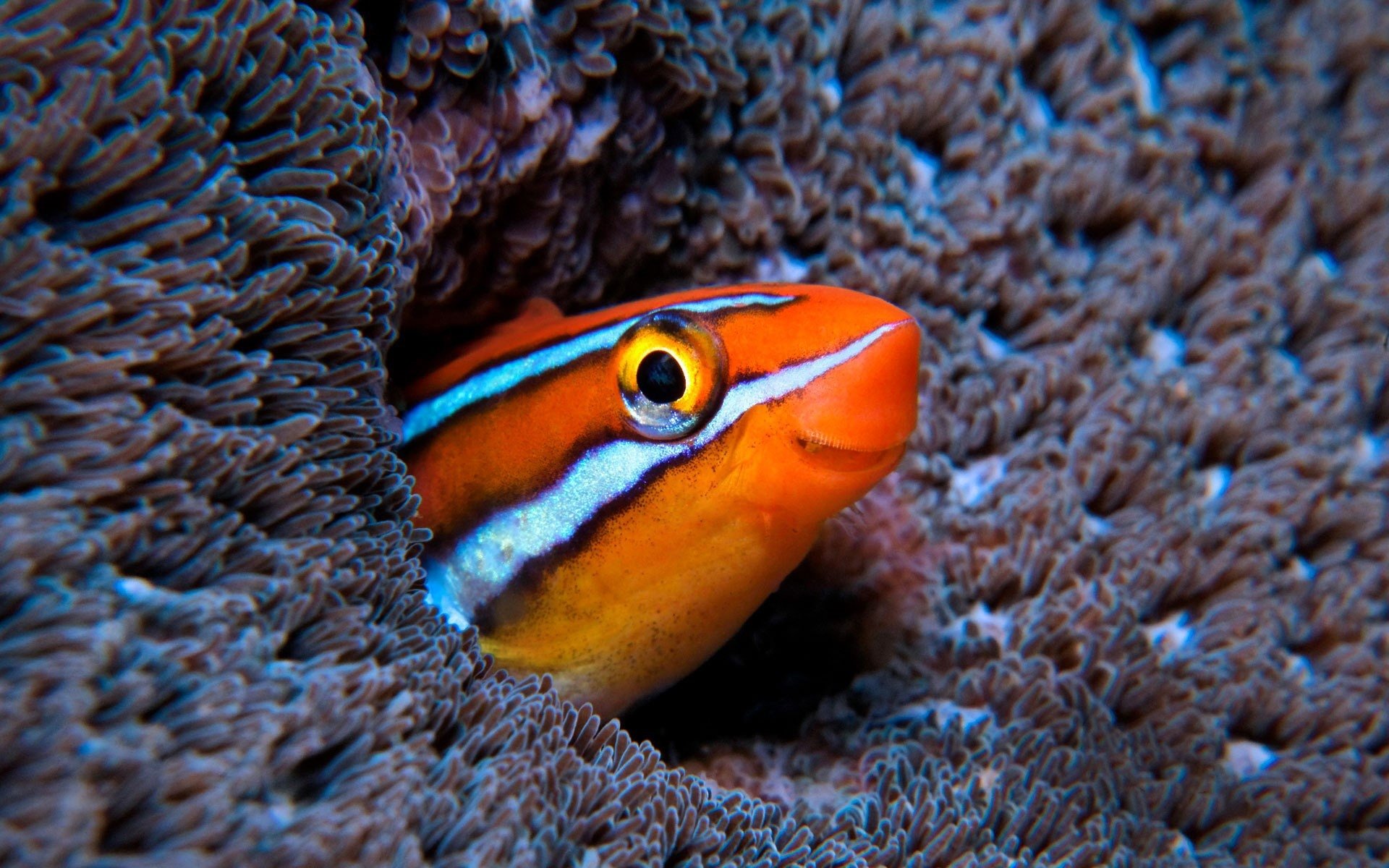 Fisch HD Wallpaper | Hintergrund | 1920x1200