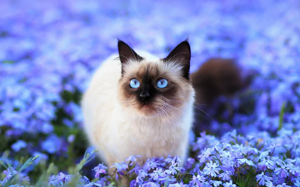 A Himalayan cat with striking blue eyes sits amidst a blurred field of vibrant blue flowers, creating a cute and serene HD desktop wallpaper.