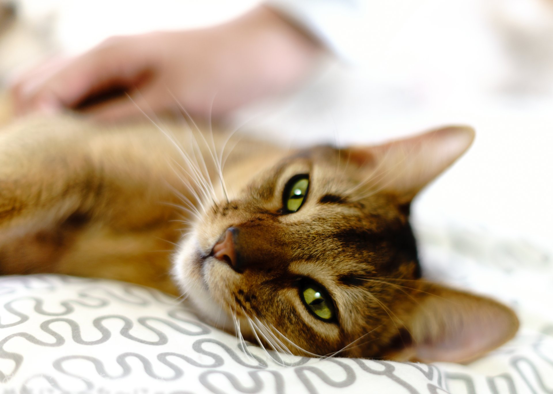 Download Bokeh Macro Green Eyes Animal Cat 4k Ultra HD Wallpaper ...