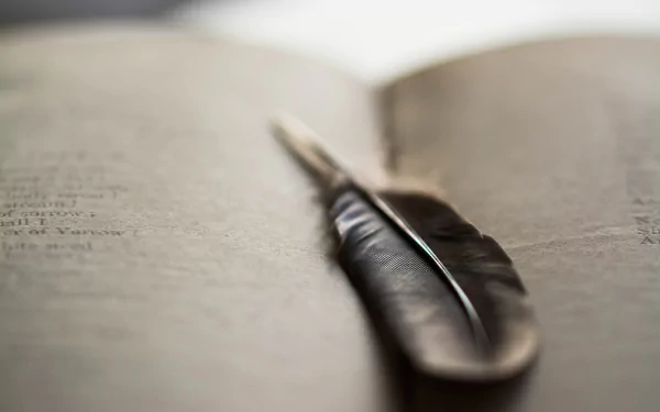 photography feather HD Desktop Wallpaper | Background Image