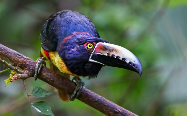 beak bird Animal toucan HD Desktop Wallpaper | Background Image
