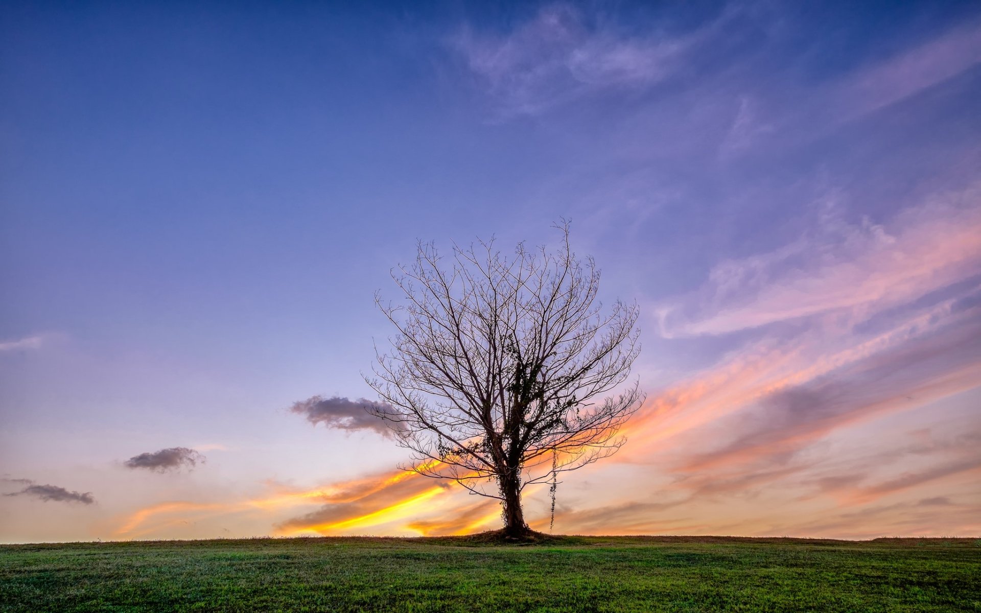 Download Lonely Tree Sky Nature Tree HD Wallpaper