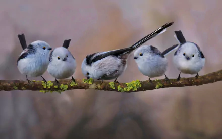 A flock of long-tailed tits perched on a lichen-covered branch against a soft, blurred background, captured in HD as a PC desktop wallpaper.