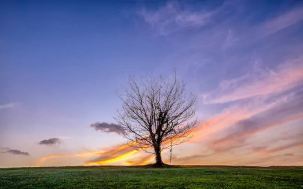 lonely tree sky nature tree HD Desktop Wallpaper | Background Image