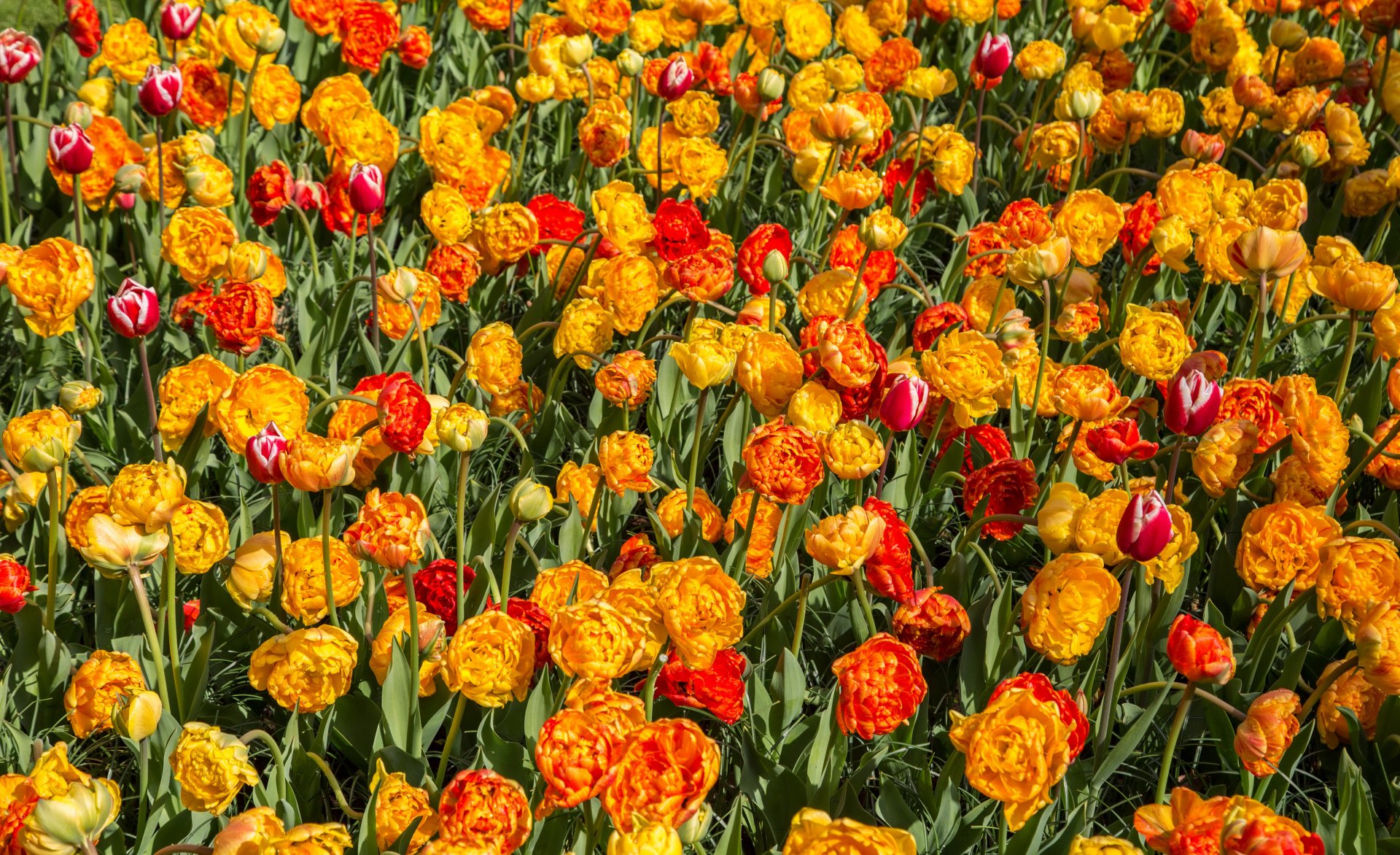 Download Yellow Flower Summer Red Flower Flower Nature Tulip 4k Ultra ...