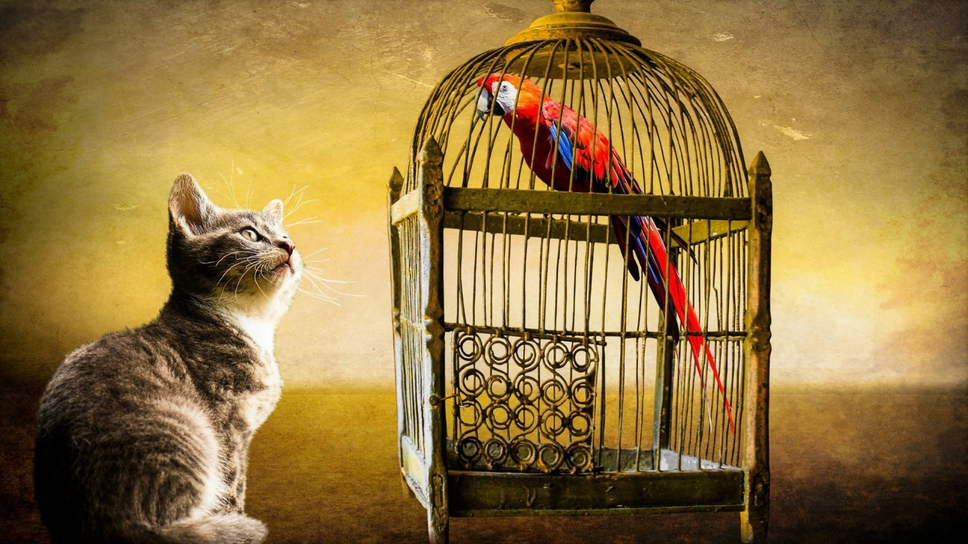 Download Macaw Bird Birdcage Parrot Animal Cat HD Wallpaper