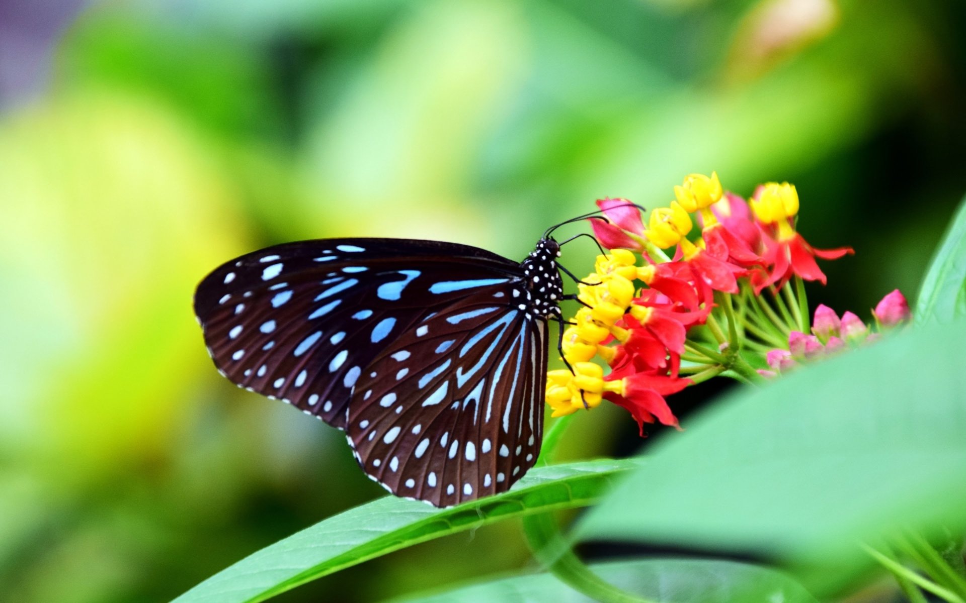 Download Macro Insect Flower Animal Butterfly HD Wallpaper