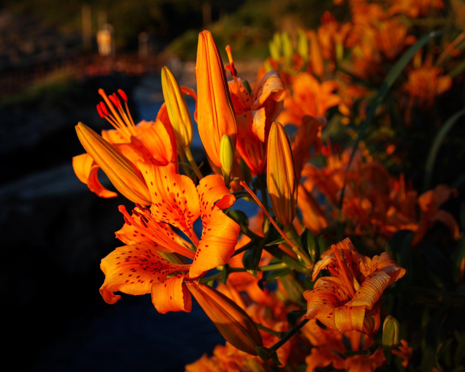 Download Orange Flower Depth Of Field Sunlight Sunset Flower Nature ...