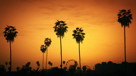 roller coaster palm tree video game Grand Theft Auto V HD Desktop Wallpaper | Background Image