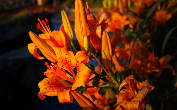Earth Lily Flowers Flower Sunset Sunlight Depth Of Field Orange Flower HD Wallpaper | Background Image
