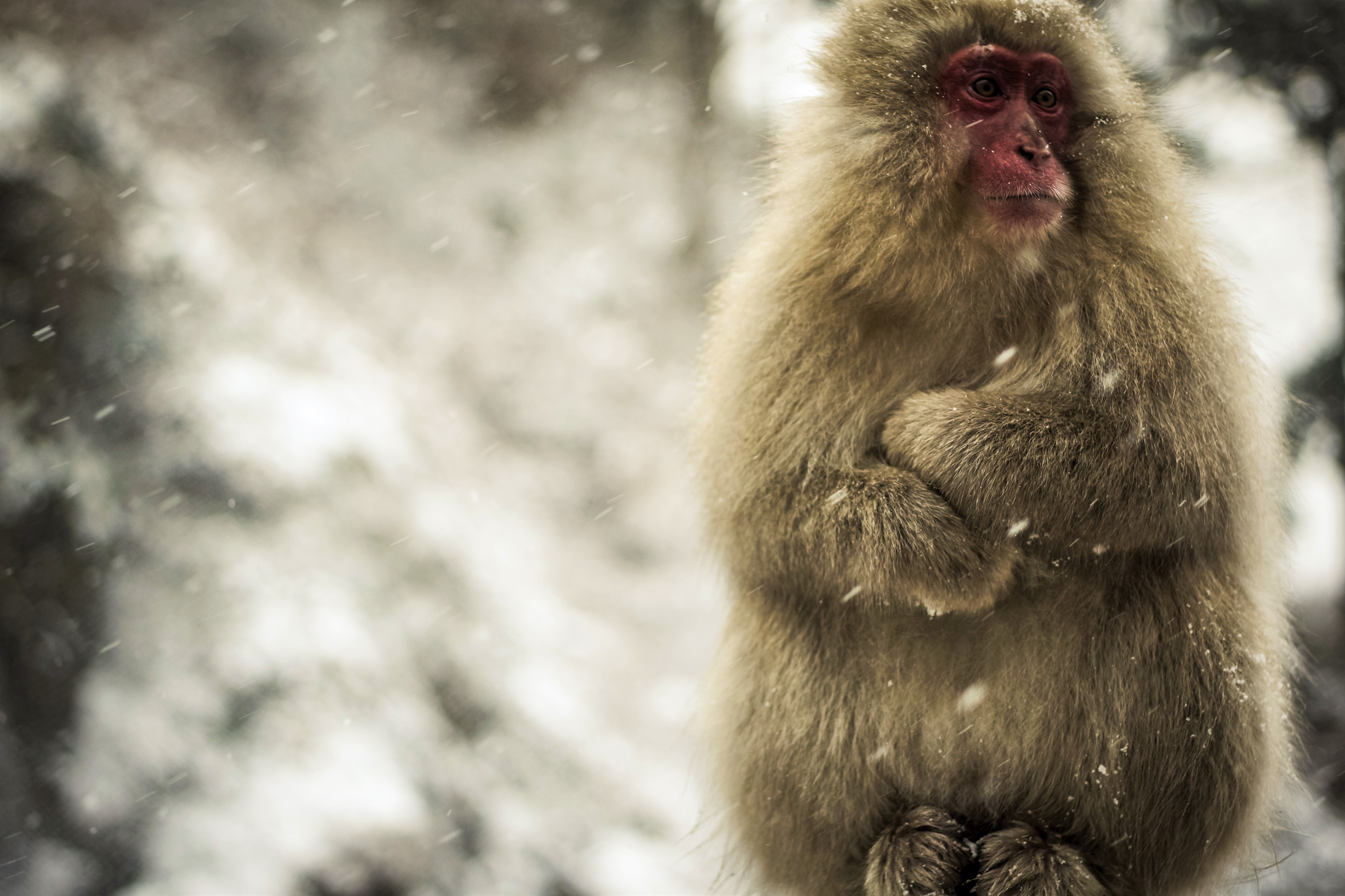 Animal Japanese Macaque HD Wallpaper | Background Image