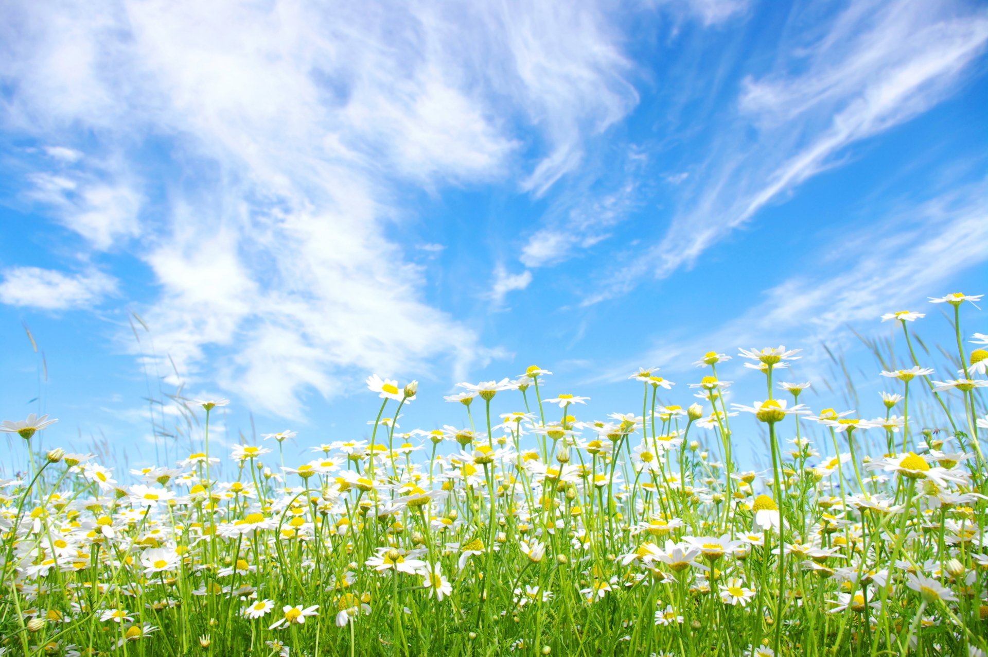 A vibrant 8K Ultra HD wallpaper showcasing a summer field of white daisies under a bright blue sky with scattered clouds.