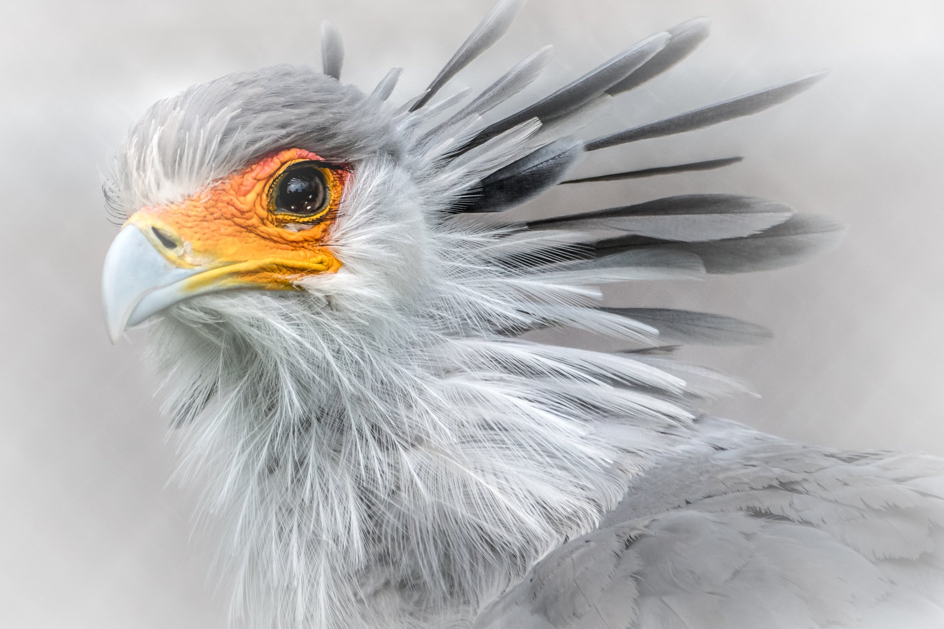Download Bird Of Prey Beak Macro Bird Animal Secretarybird HD Wallpaper