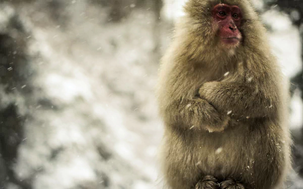 snowfall macaque monkey Animal Japanese macaque snow monkey HD Desktop Wallpaper | Background Image