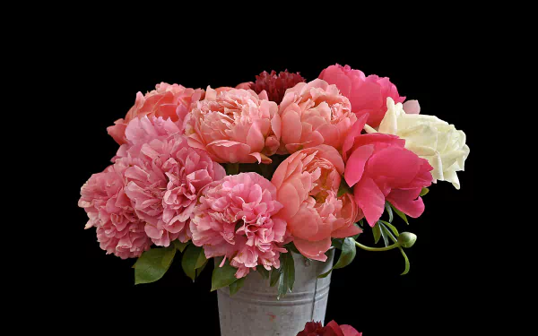  Pink Peonies
