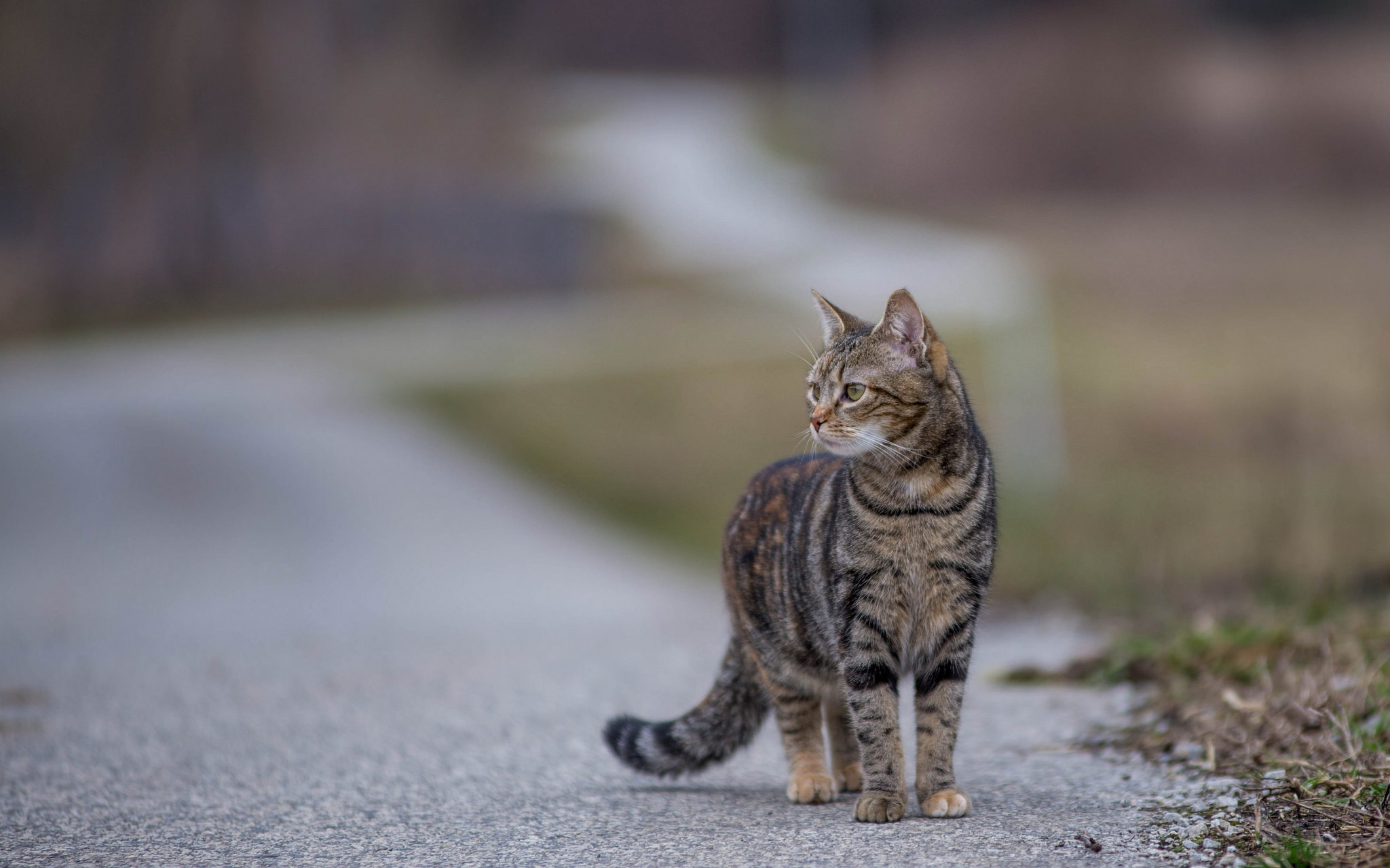 Download Depth Of Field Animal Cat HD Wallpaper