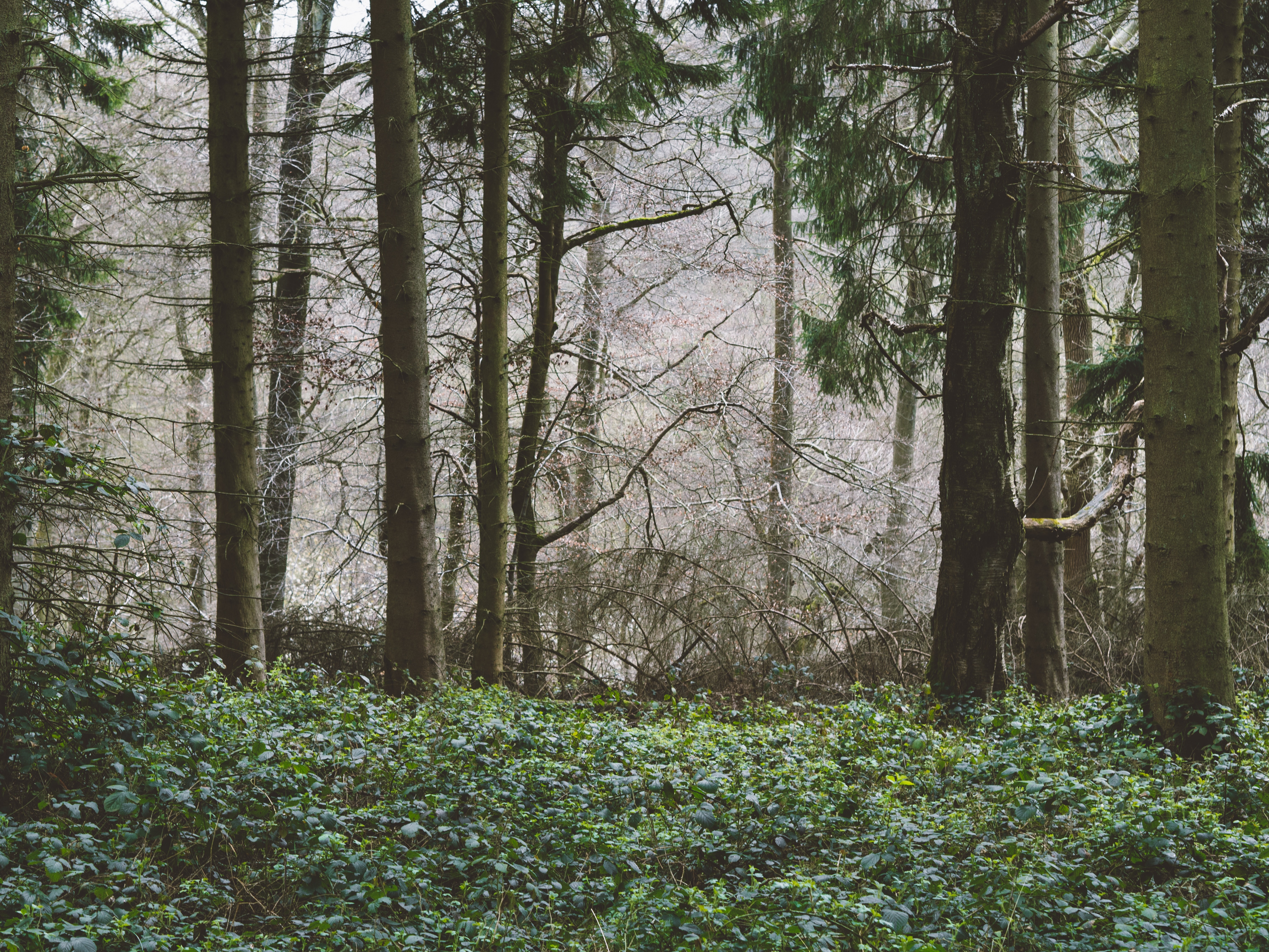 Forest 4k Ultra HD Wallpaper by Andrew Ridley