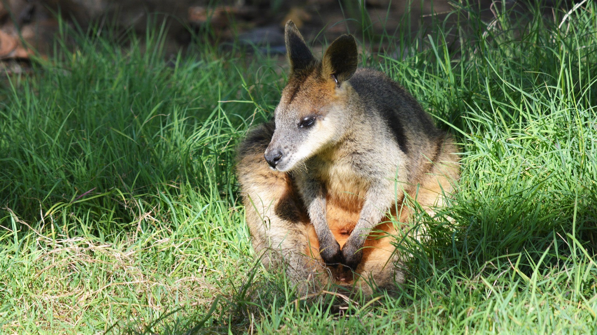 Animal Wallaby HD Wallpaper | Background Image