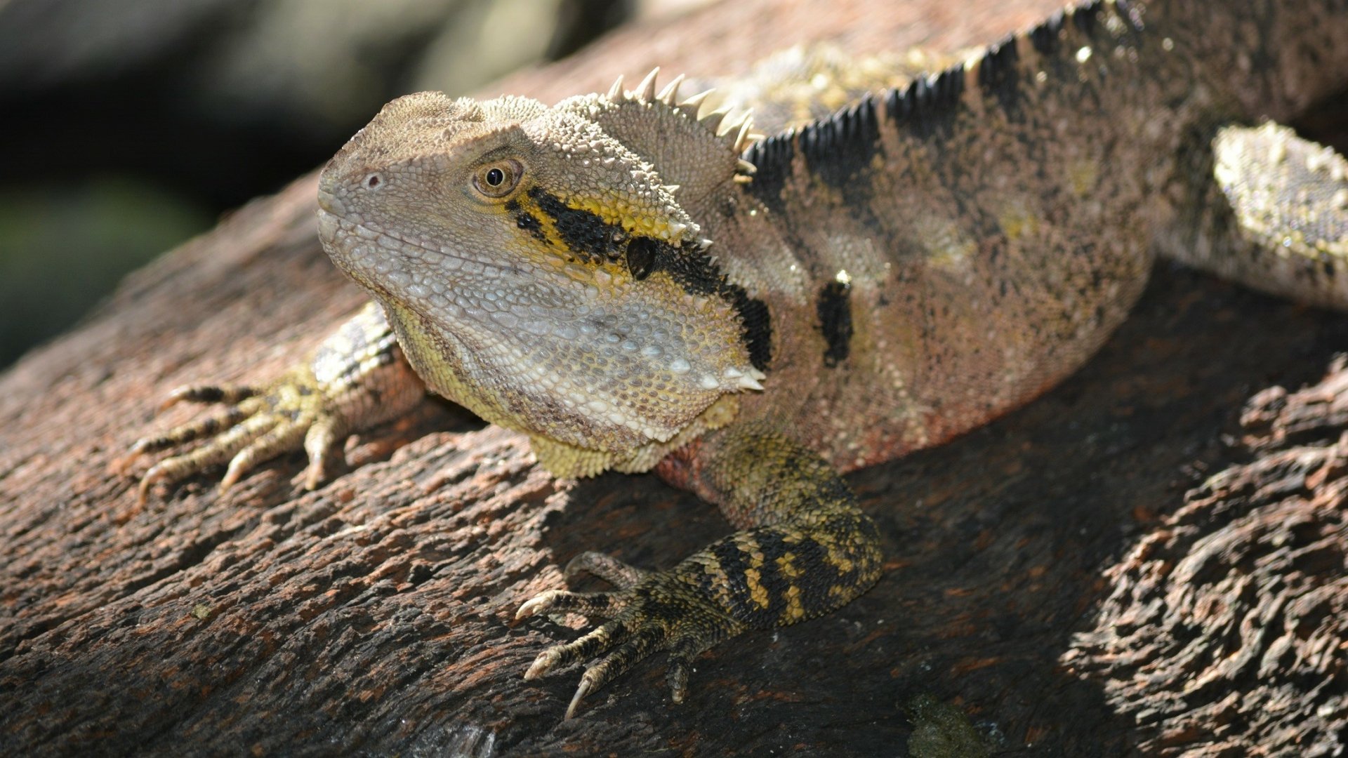 Australian Water Dragon at Queens Park, Ipswich Queensland, Australia by lonewolf6738