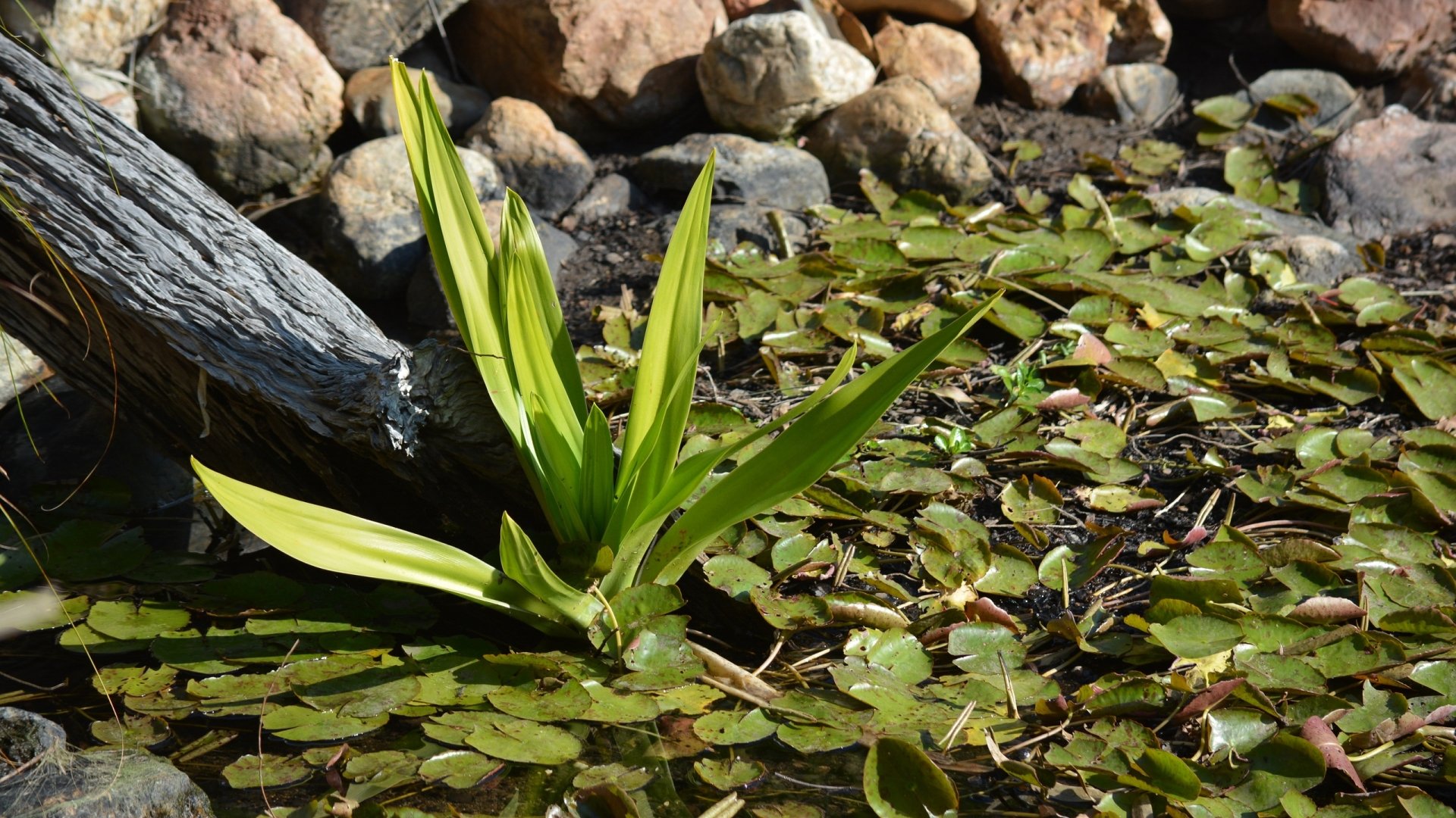 Water Plant in a pond at Queens Park, Ipswich Queensland, Australia by lonewolf6738