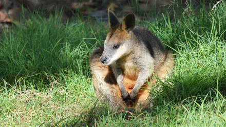 HD desktop wallpaper of a swamp wallaby marsupial resting in grass, captured at a zoo.