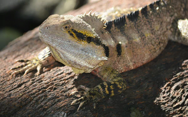  Australian Water Dragon at Queens Park, Ipswich Queensland, Australia