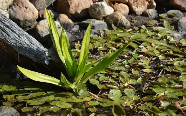  Water Plant in a pond at Queens Park, Ipswich Queensland, Australia