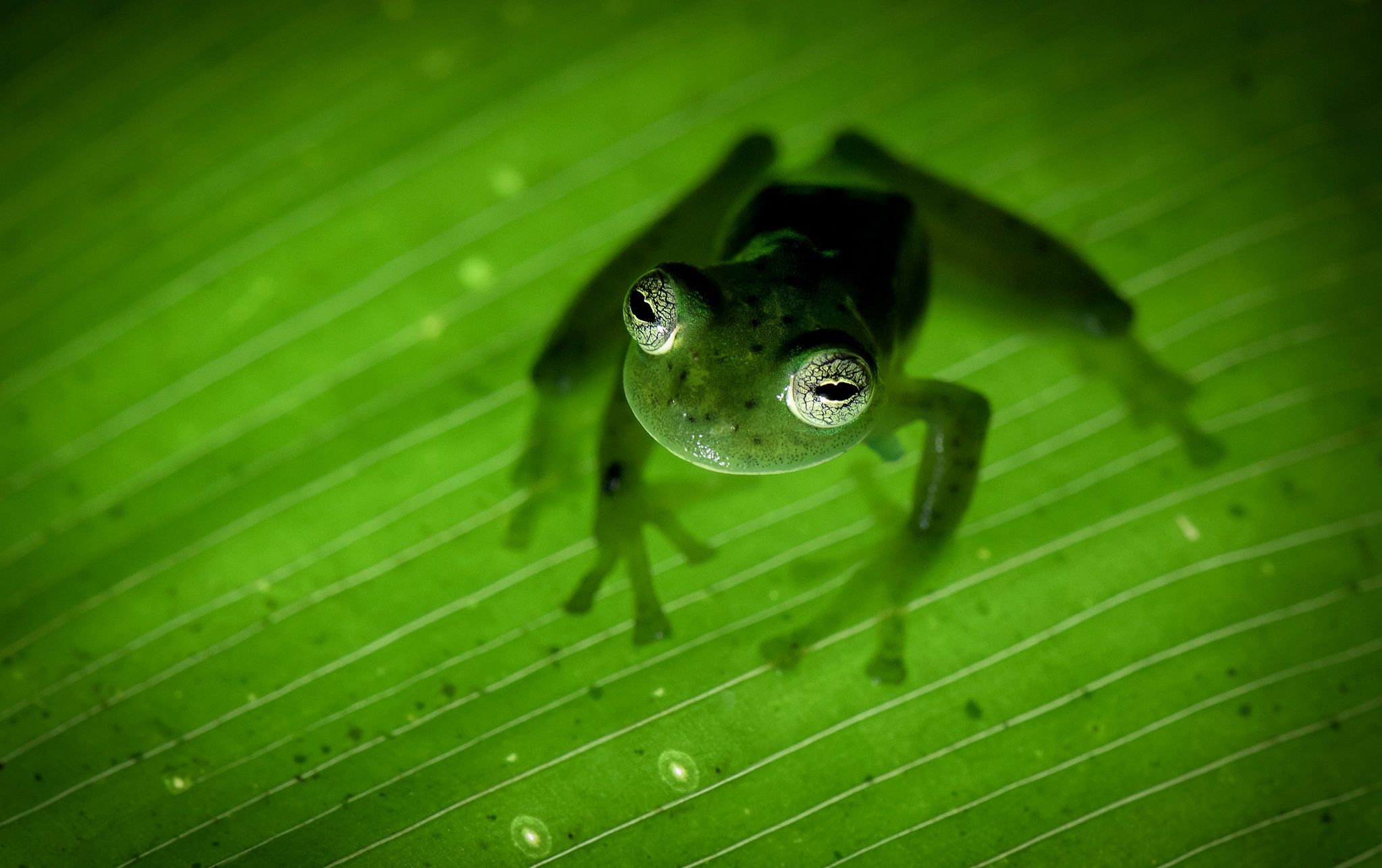 Frog HD Wallpaper | Background Image | 2048x1287