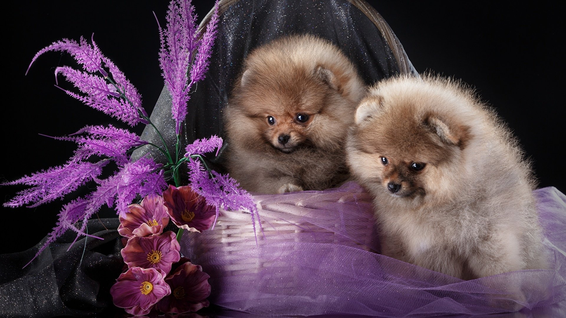 Two fluffy spitz (Pomeranian) puppies in a purple basket with flowers and draped fabric — HD PC desktop wallpaper background.