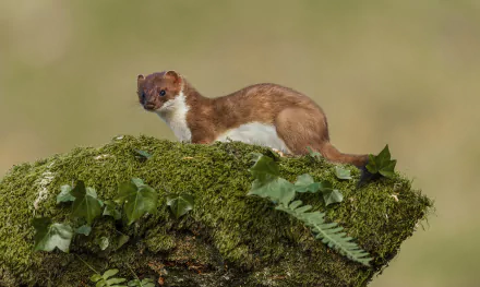 Stoat perched on a moss-covered log with soft green bokeh — 2K Quad HD PC desktop wallpaper and background.