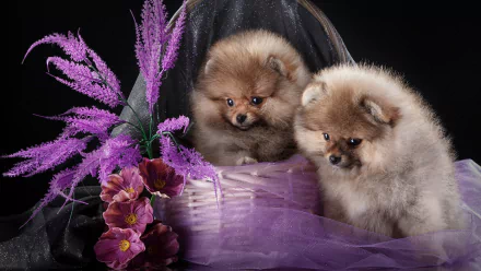 Animal spitz HD Desktop Wallpaper | Background Image