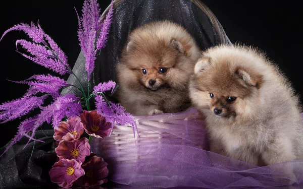Animal spitz HD Desktop Wallpaper | Background Image