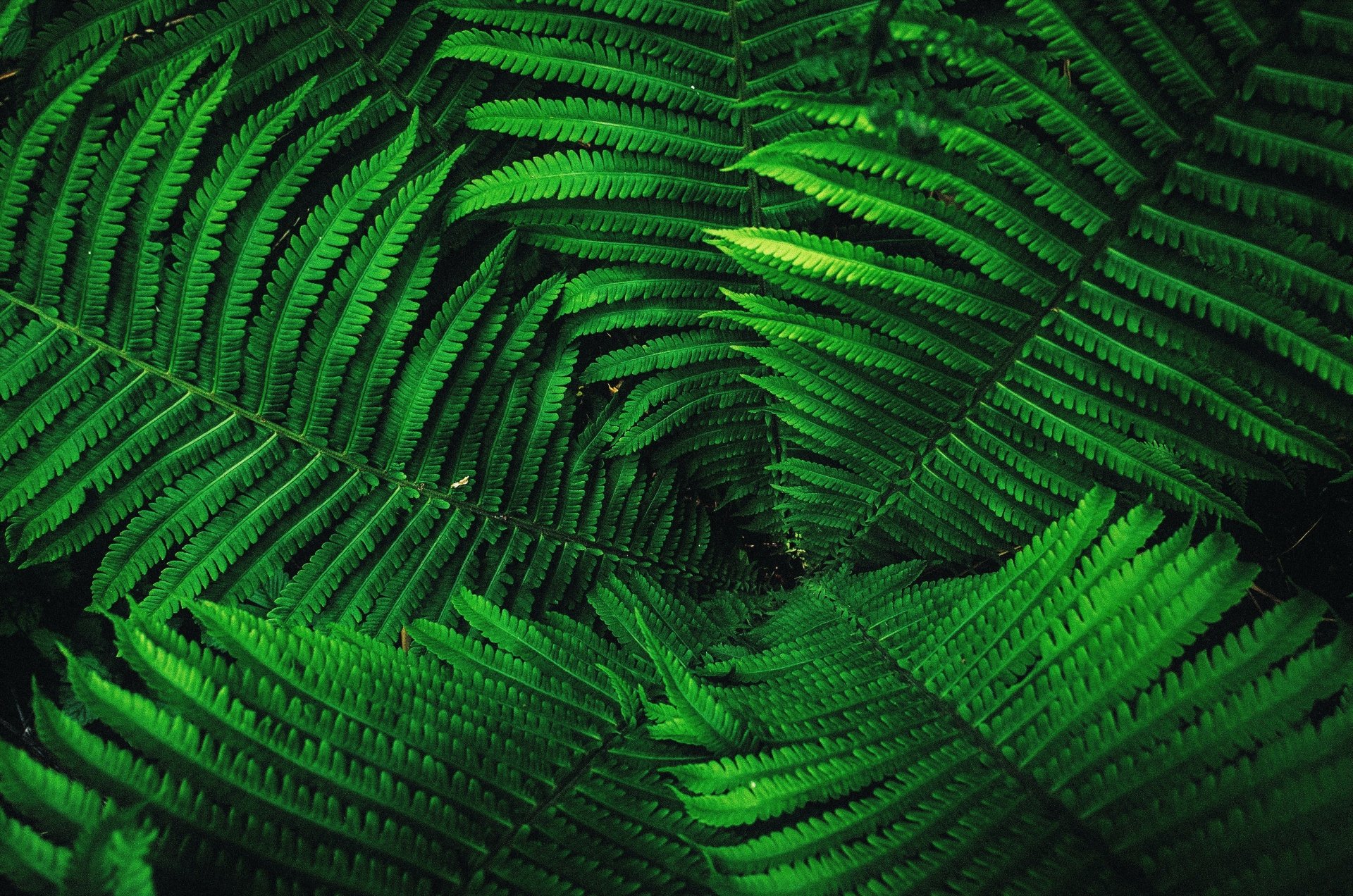 Download Leaf Green Plant Nature Fern 4k Ultra HD Wallpaper