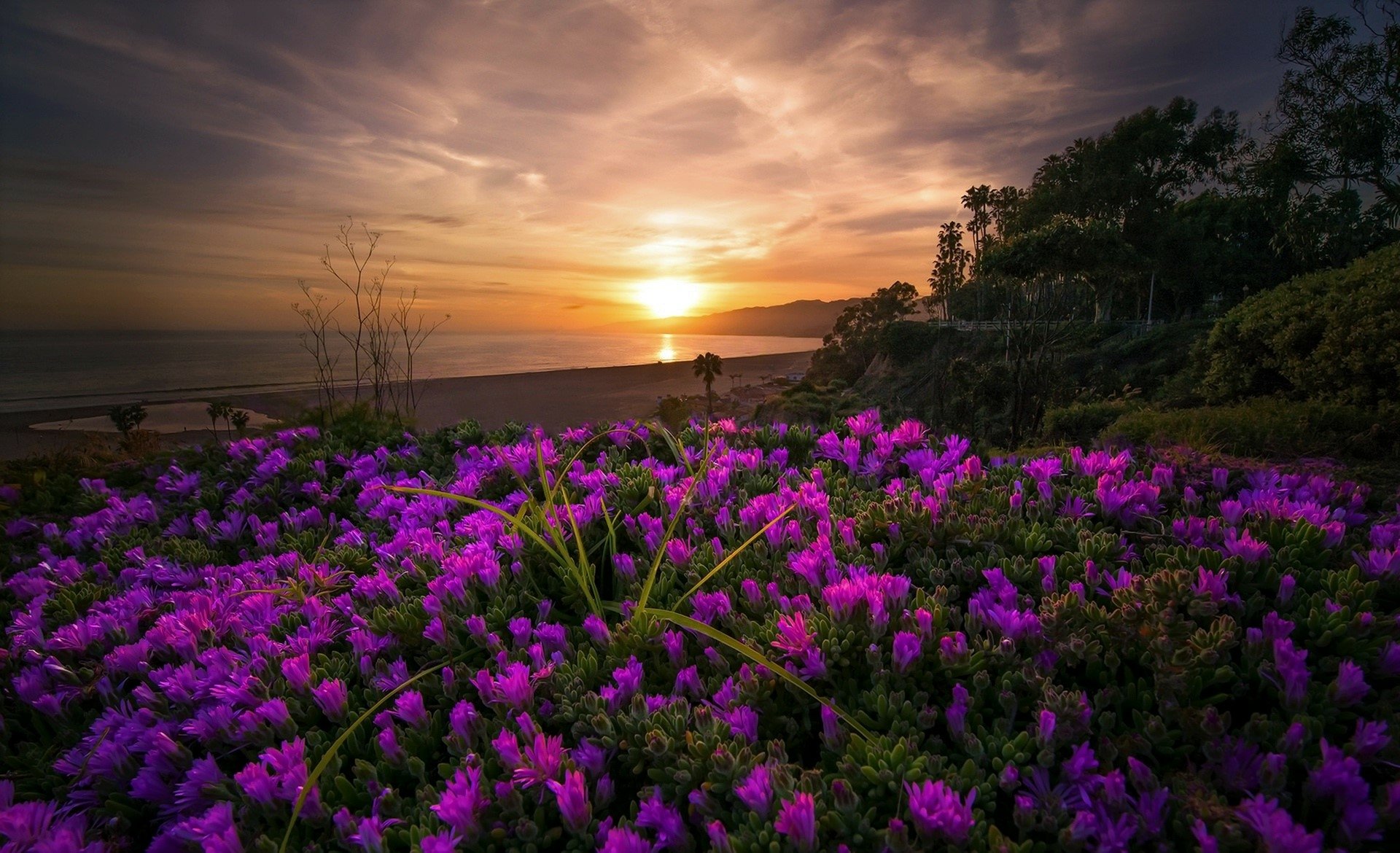 Download Horizon Purple Flower Flower Sea Ocean Beach Coast Nature Sunset Hd Wallpaper 6712