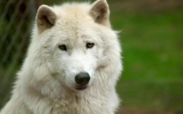 Close-up of a white wolf staring intently, captured in stunning 4K Ultra HD for a PC desktop wallpaper and background.