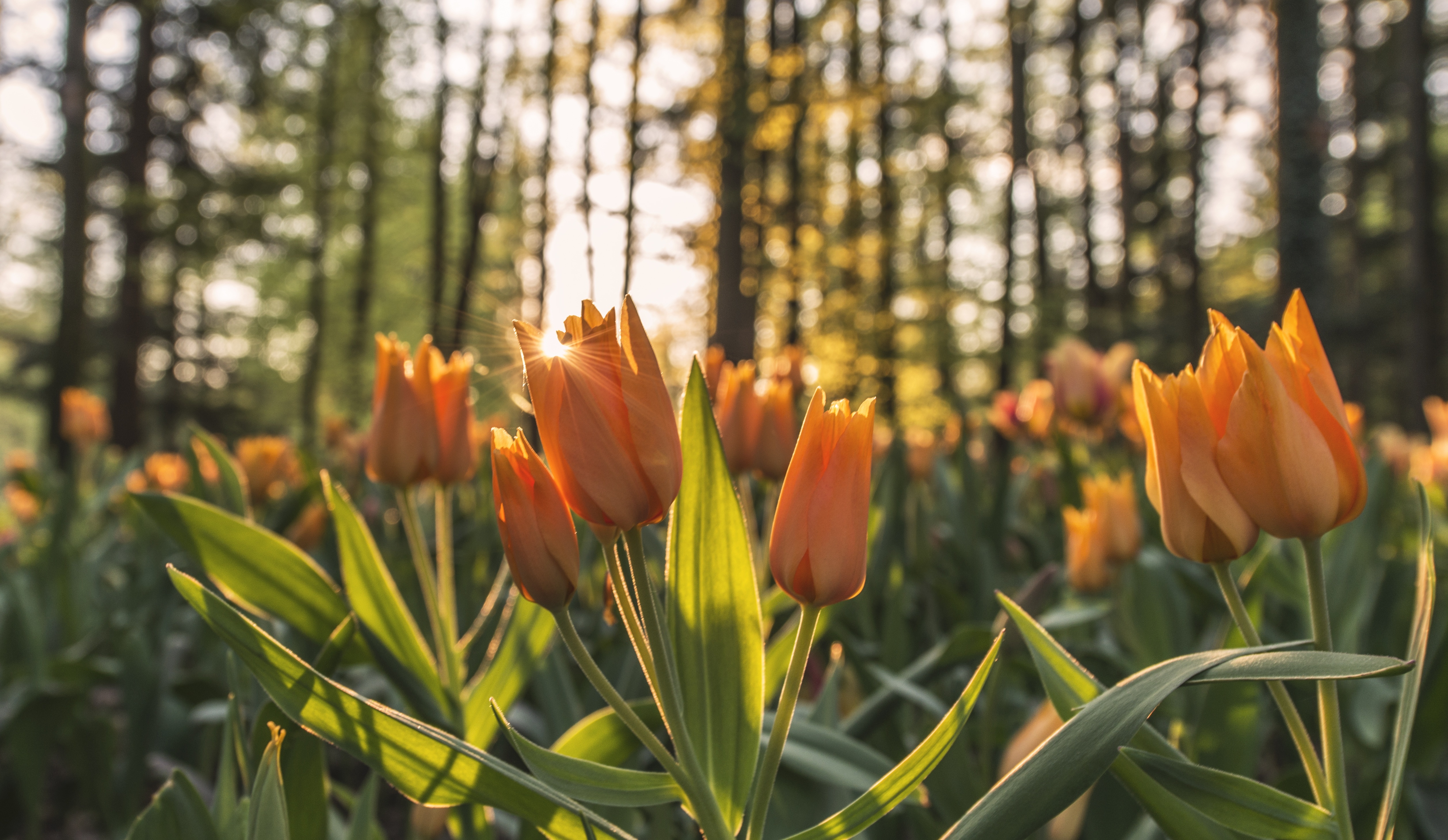 Download Bokeh Depth Of Field Yellow Flower Summer Flower Nature Tulip 4k Ultra Hd Wallpaper 3033