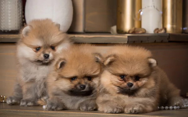 puppy baby animal dog Animal spitz HD Desktop Wallpaper | Background Image