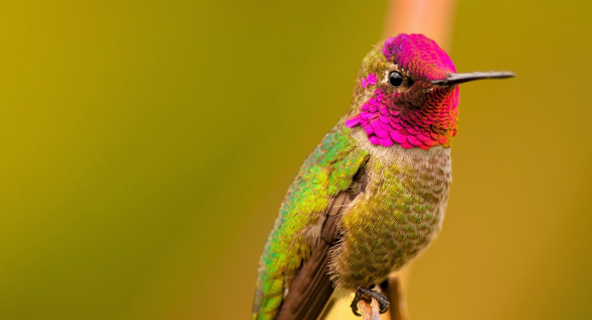 Download Colorful Bird Animal Hummingbird Wallpaper