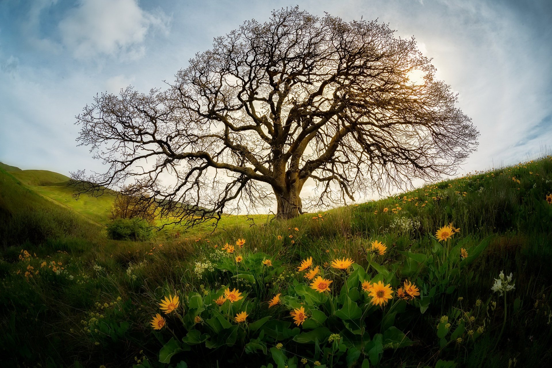 Tree in Spring Meadow