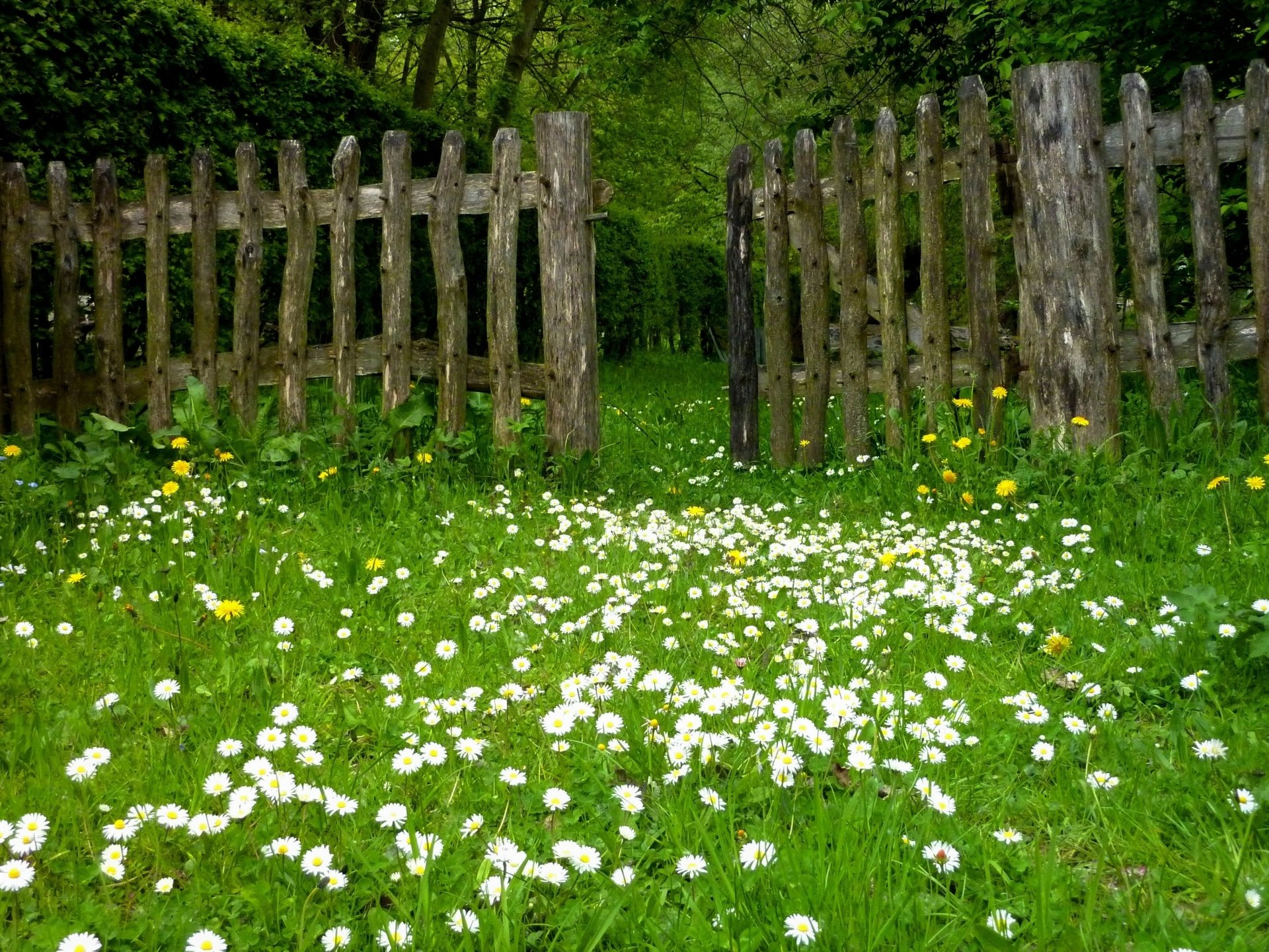 Daisy Meadow & Rustic Fence — Spring 2K Quad HD Wallpaper | 3648x2736 ...