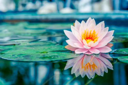 A 4K Ultra HD image of a pink water lily resting on a green leaf, reflected clearly in calm water, showcasing serene nature and delicate floral beauty.
