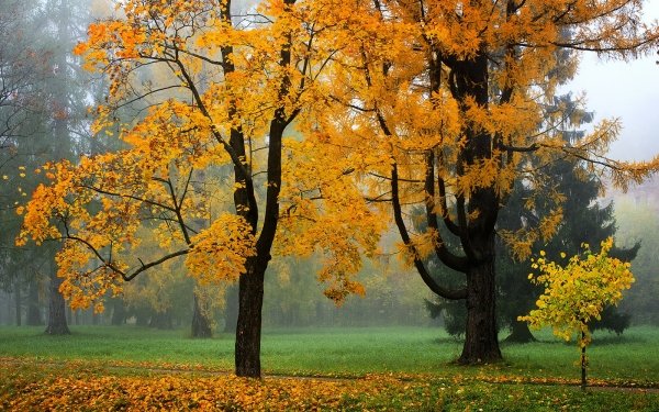 Nature Tree Trees Fall Colors Park Fog HD Wallpaper | Background Image