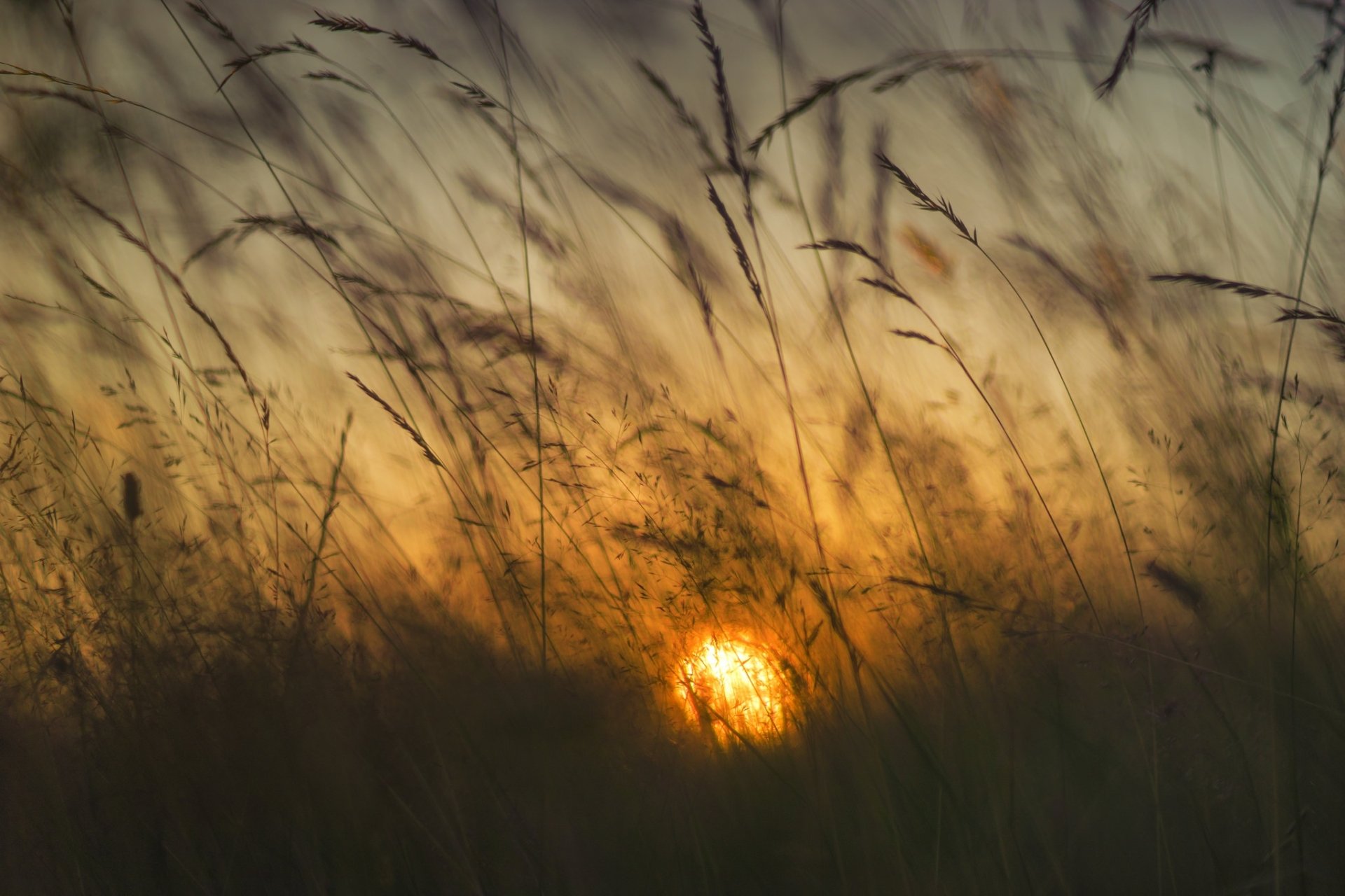 Download Blur Plant Nature Sunset HD Wallpaper | 2048x1365 | Wallpaper ...