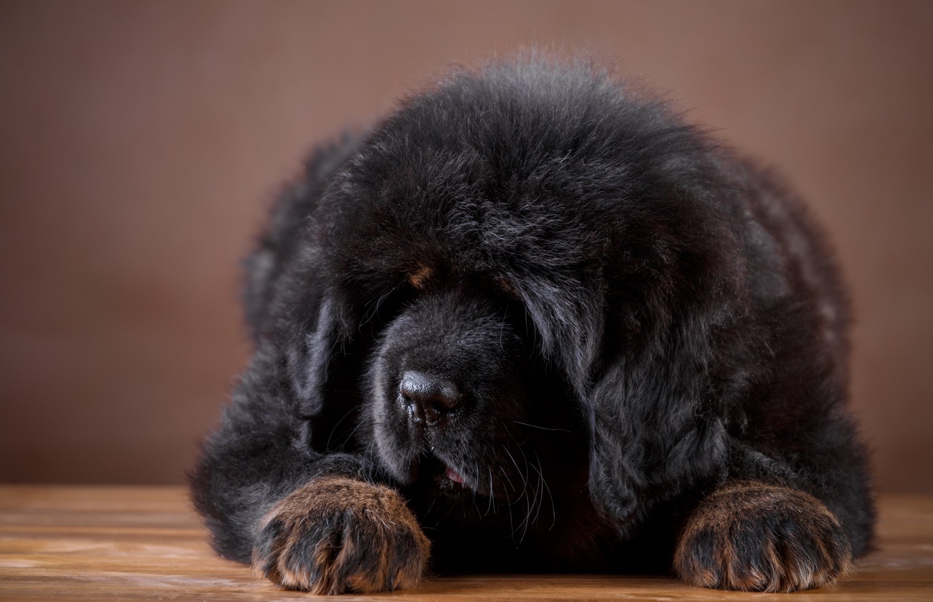 Tibetan Mastiff Fond d’écran HD | Arrière-Plan | 3600x2322 | ID:861450