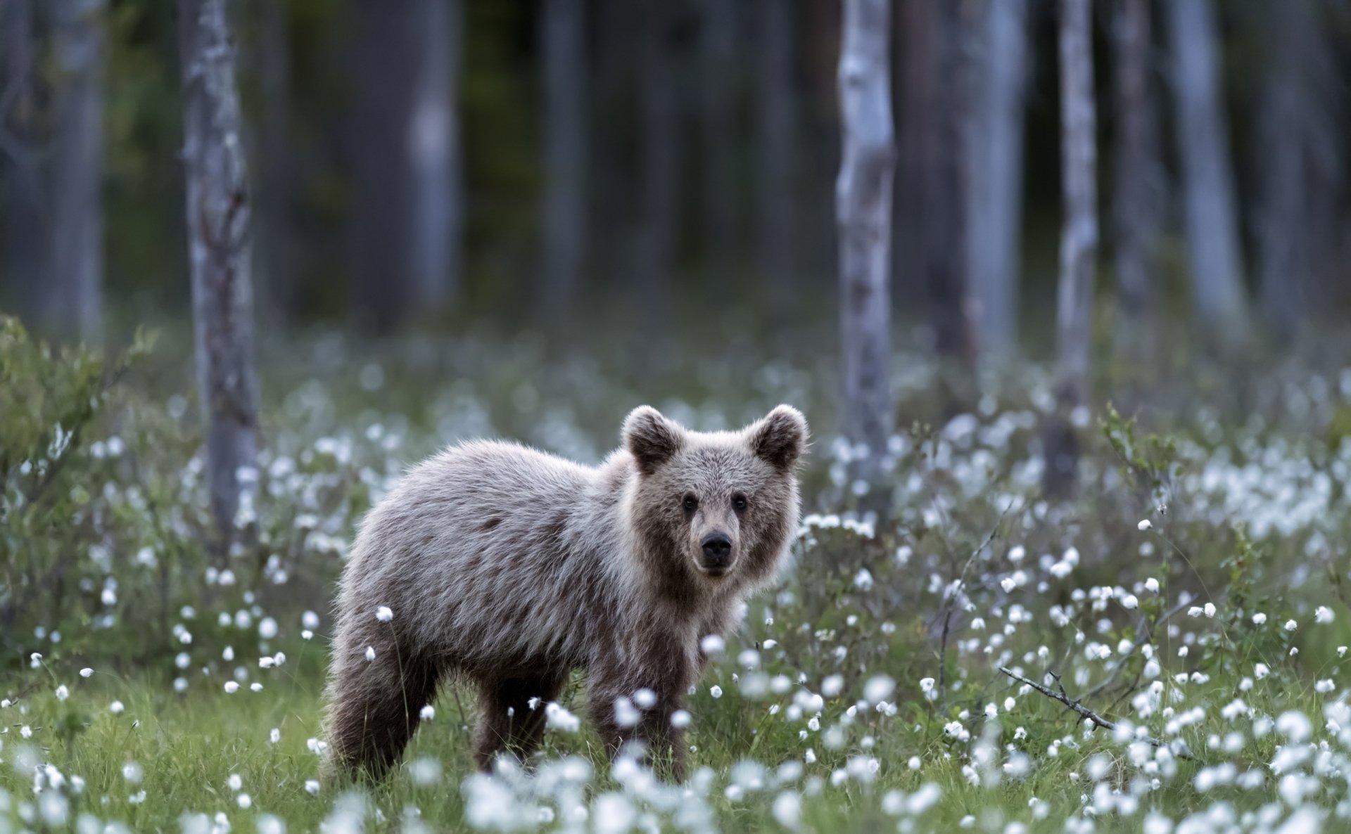 Download Depth Of Field Baby Animal Cub Animal Bear Hd Wallpaper