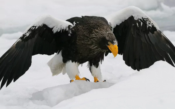  White-Tailed Eagle