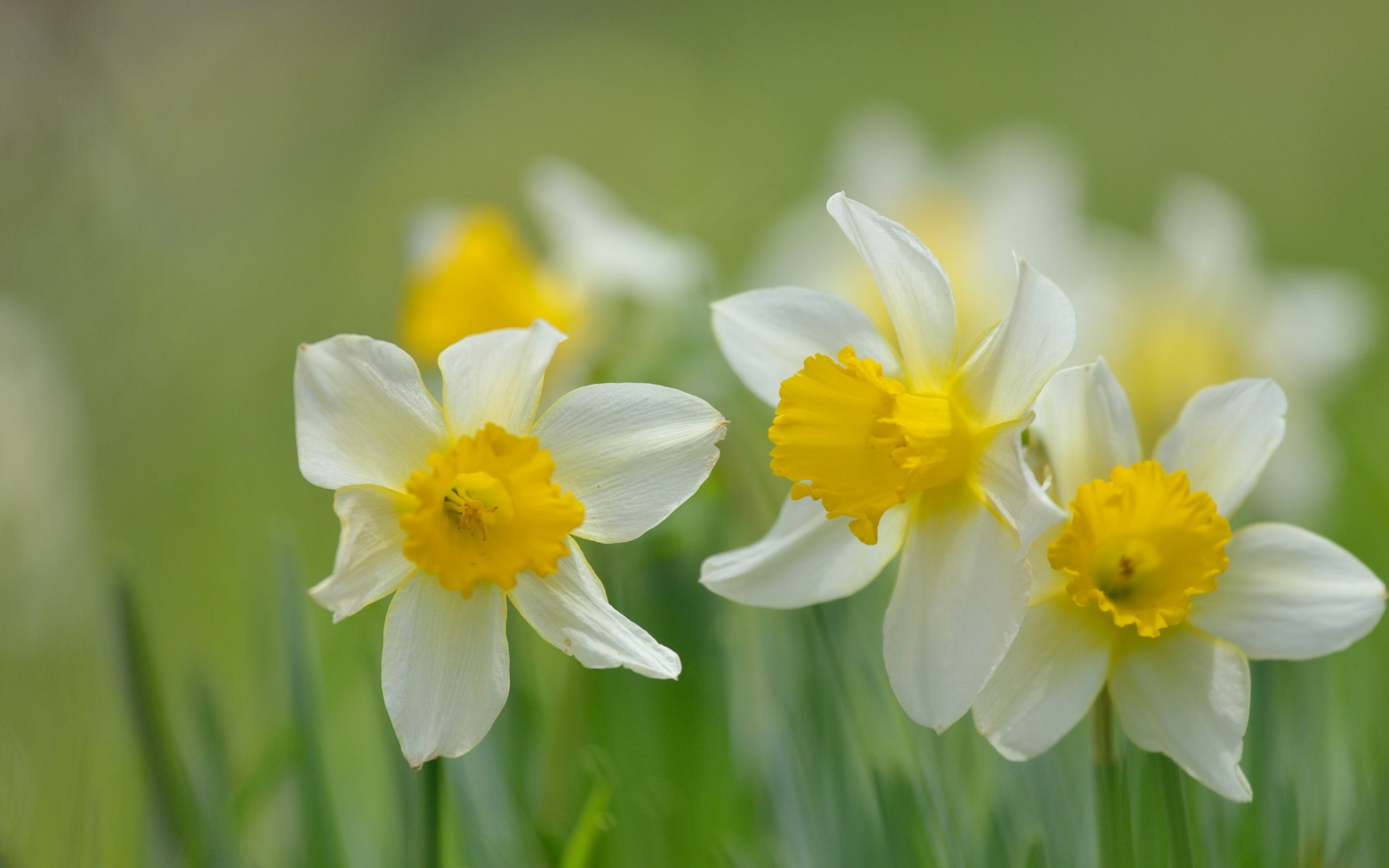 Download White Flower Summer Macro Flower Nature Daffodil HD Wallpaper