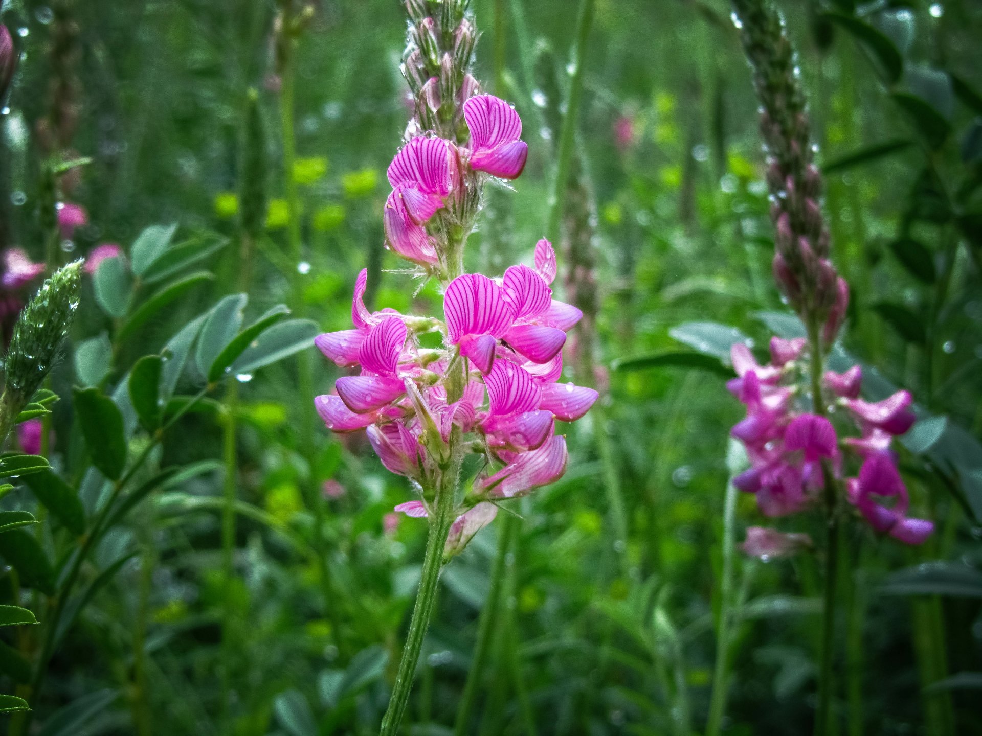 Download Nature Pink Flower Flower 4k Ultra HD Wallpaper by Vergilius